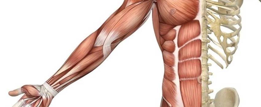نقش عضلات دیر انقباض در ورزش‌های استقامتی و دوچرخه‌سواری